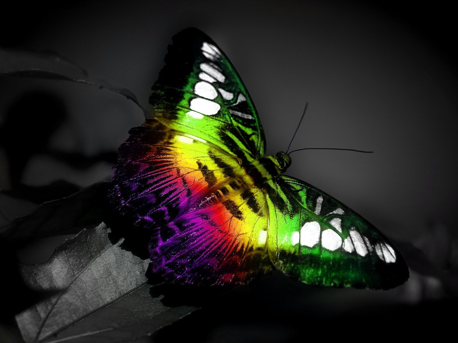 Rainbow Butterfly Wallpapers