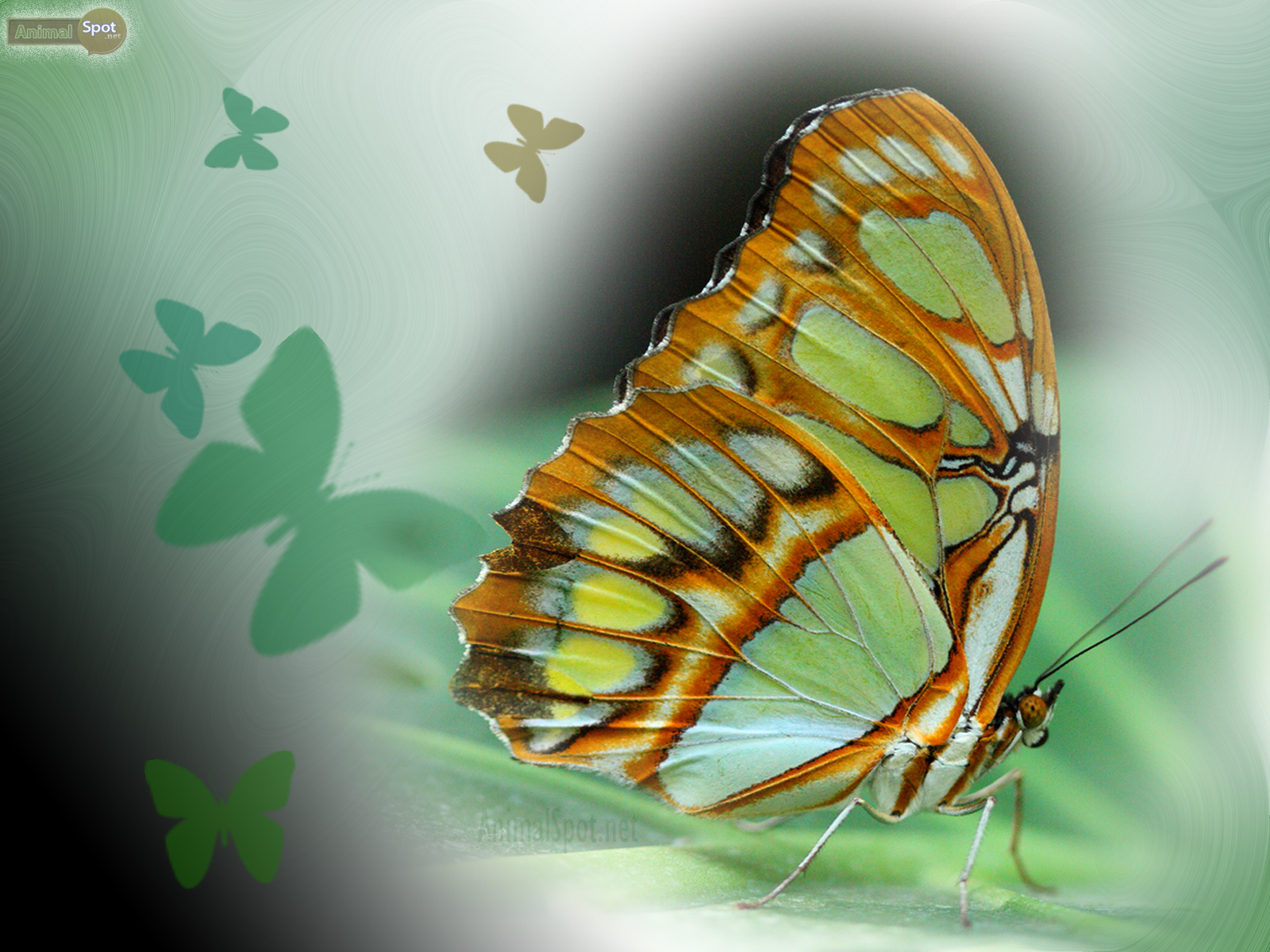 Rainbow Butterfly Wallpapers