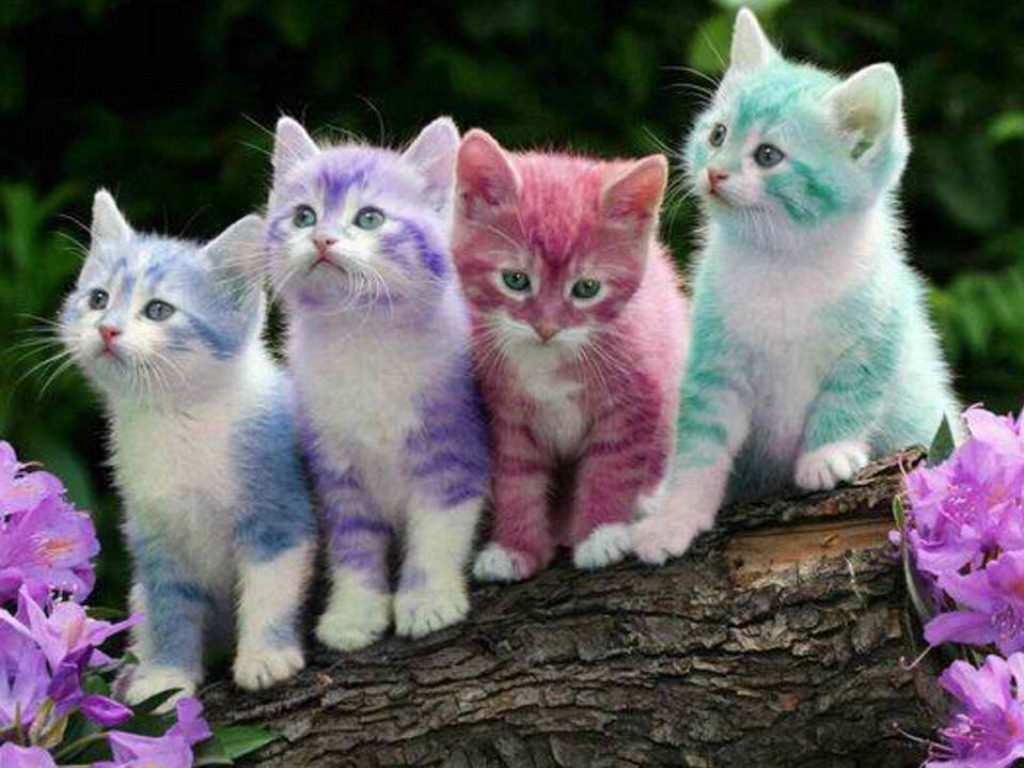 Rainbow Cat Wallpapers