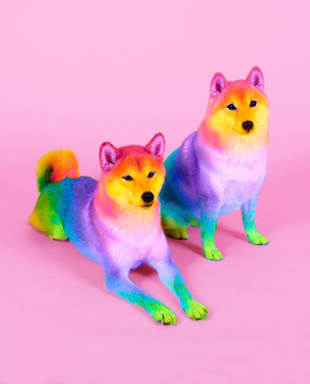 Rainbow Dog Wallpapers