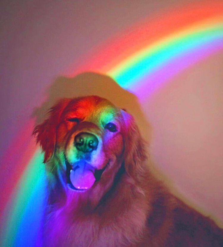 Rainbow Dog Wallpapers