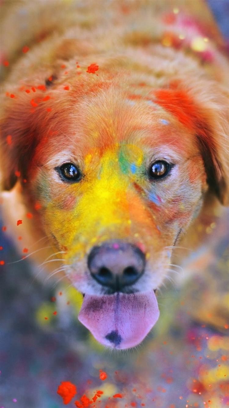 Rainbow Dog Wallpapers