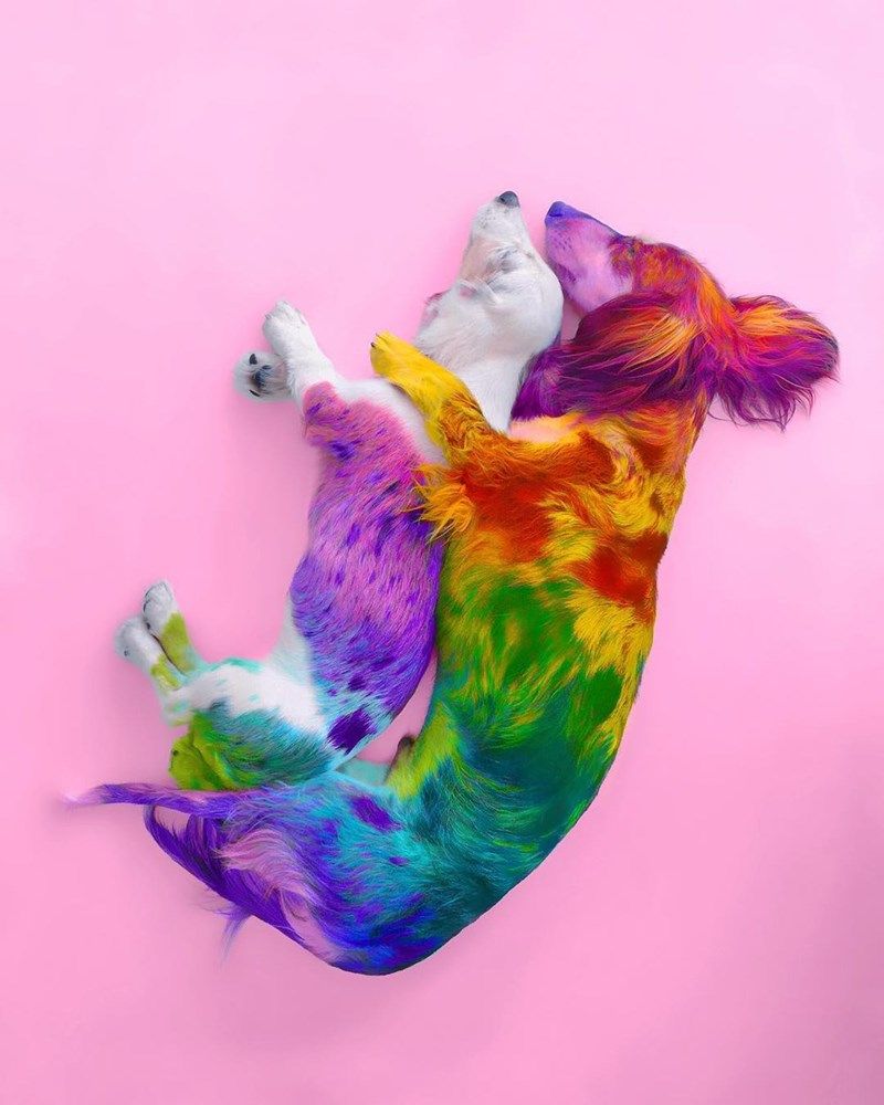 Rainbow Dog Wallpapers