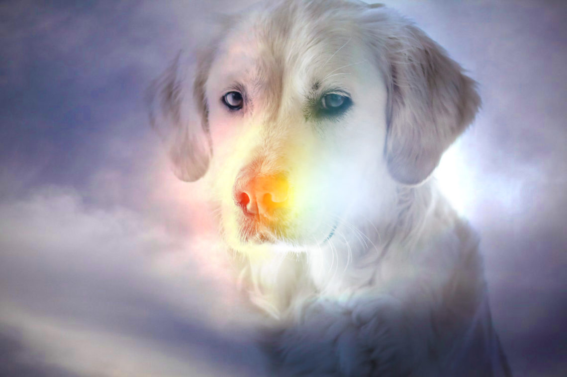 Rainbow Dog Wallpapers