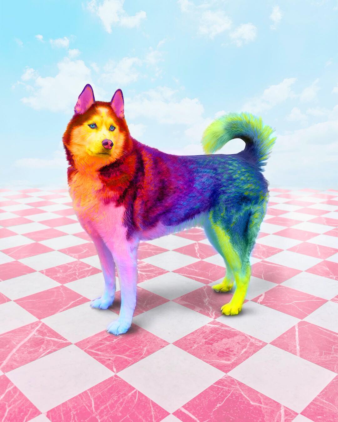 Rainbow Dog Wallpapers