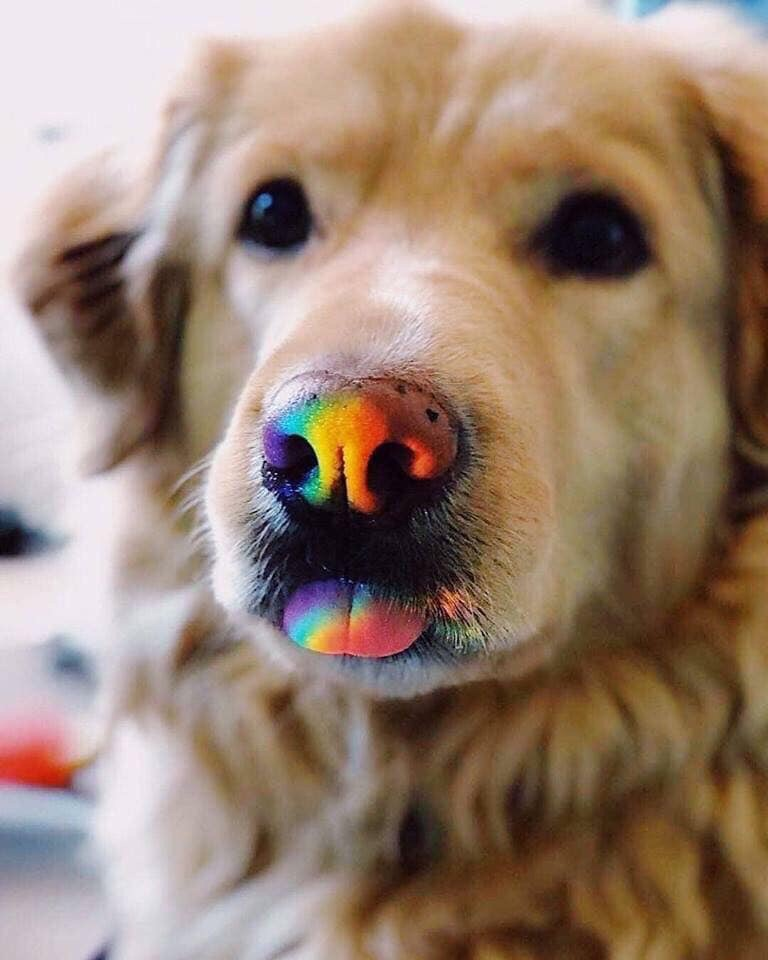 Rainbow Dog Wallpapers