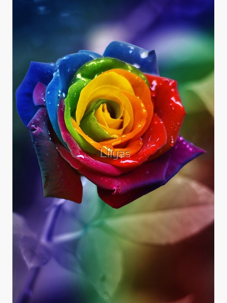 Rainbow Flowers Wallpapers