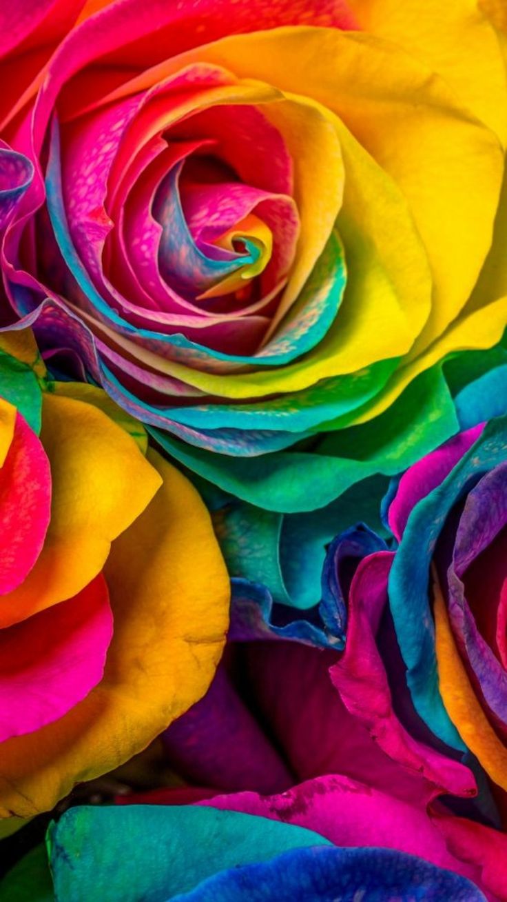 Rainbow Flowers Wallpapers