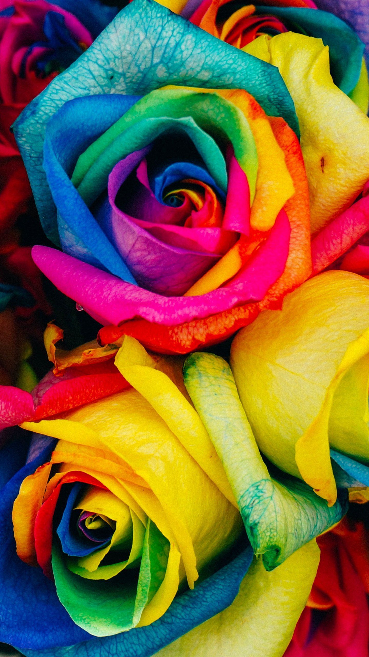 Rainbow Flowers Wallpapers