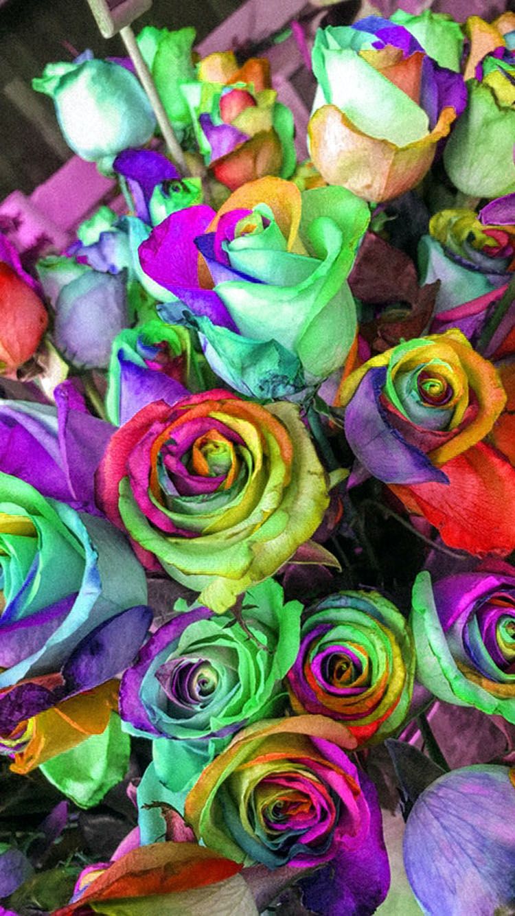 Rainbow Flowers Wallpapers