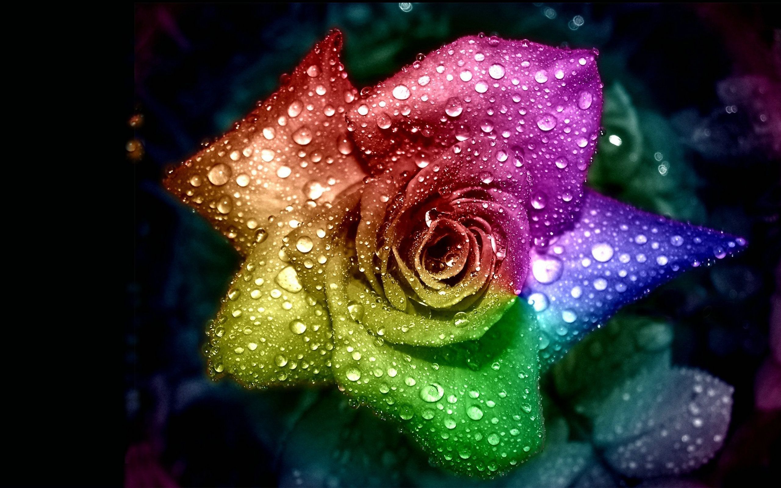 Rainbow Flowers Wallpapers