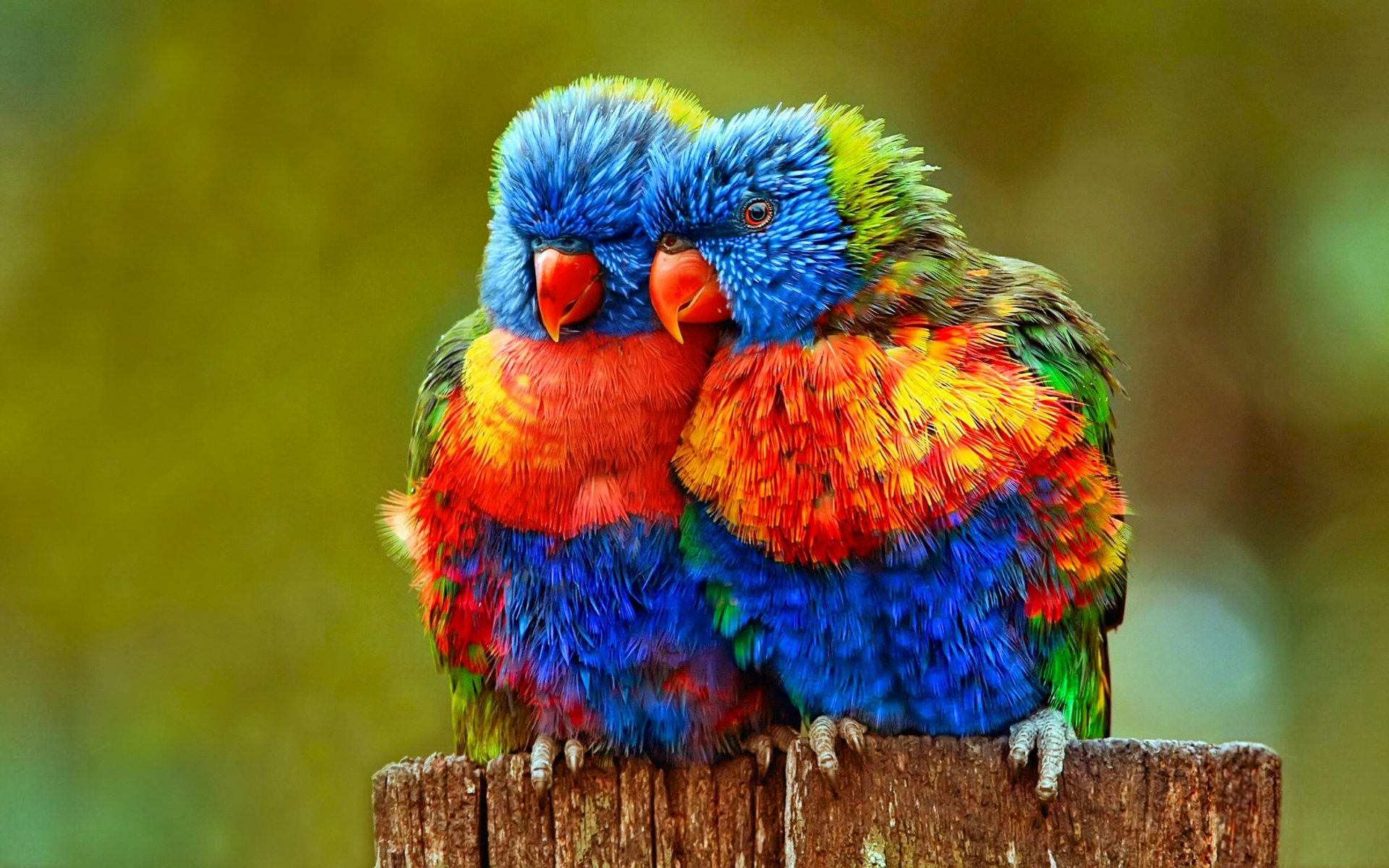 Rainbow Lorikeet Wallpapers