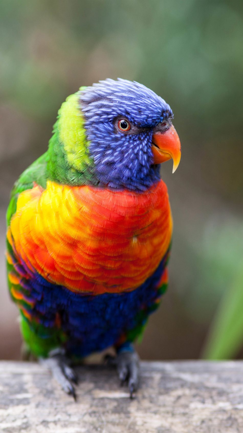 Rainbow Lorikeet Wallpapers