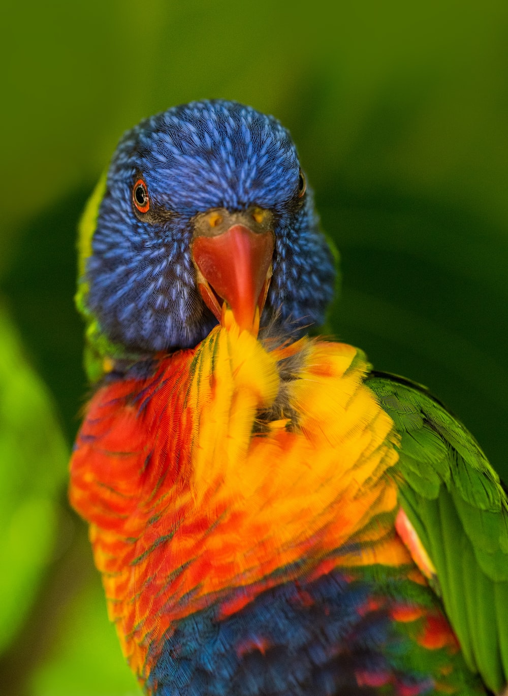 Rainbow Lorikeet Wallpapers