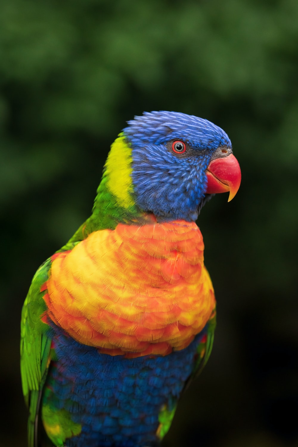 Rainbow Lorikeet Wallpapers