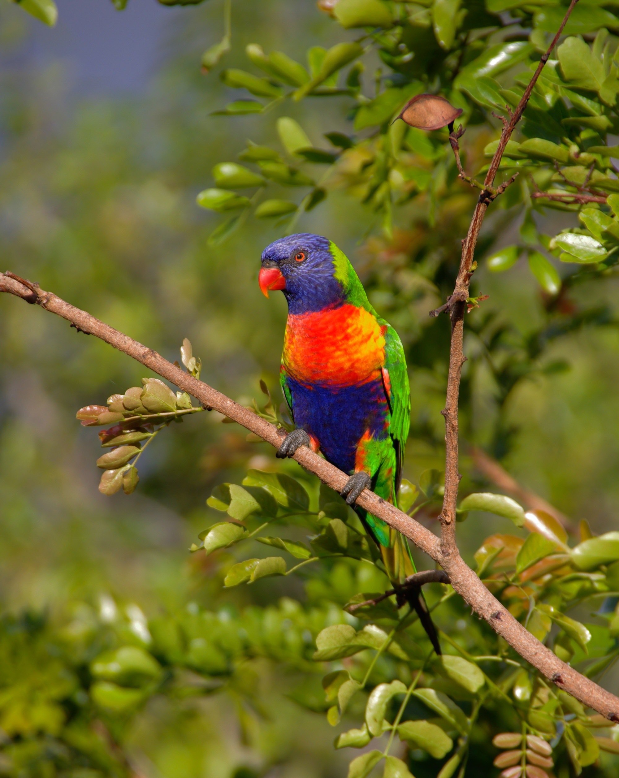 Rainbow Lorikeet Wallpapers