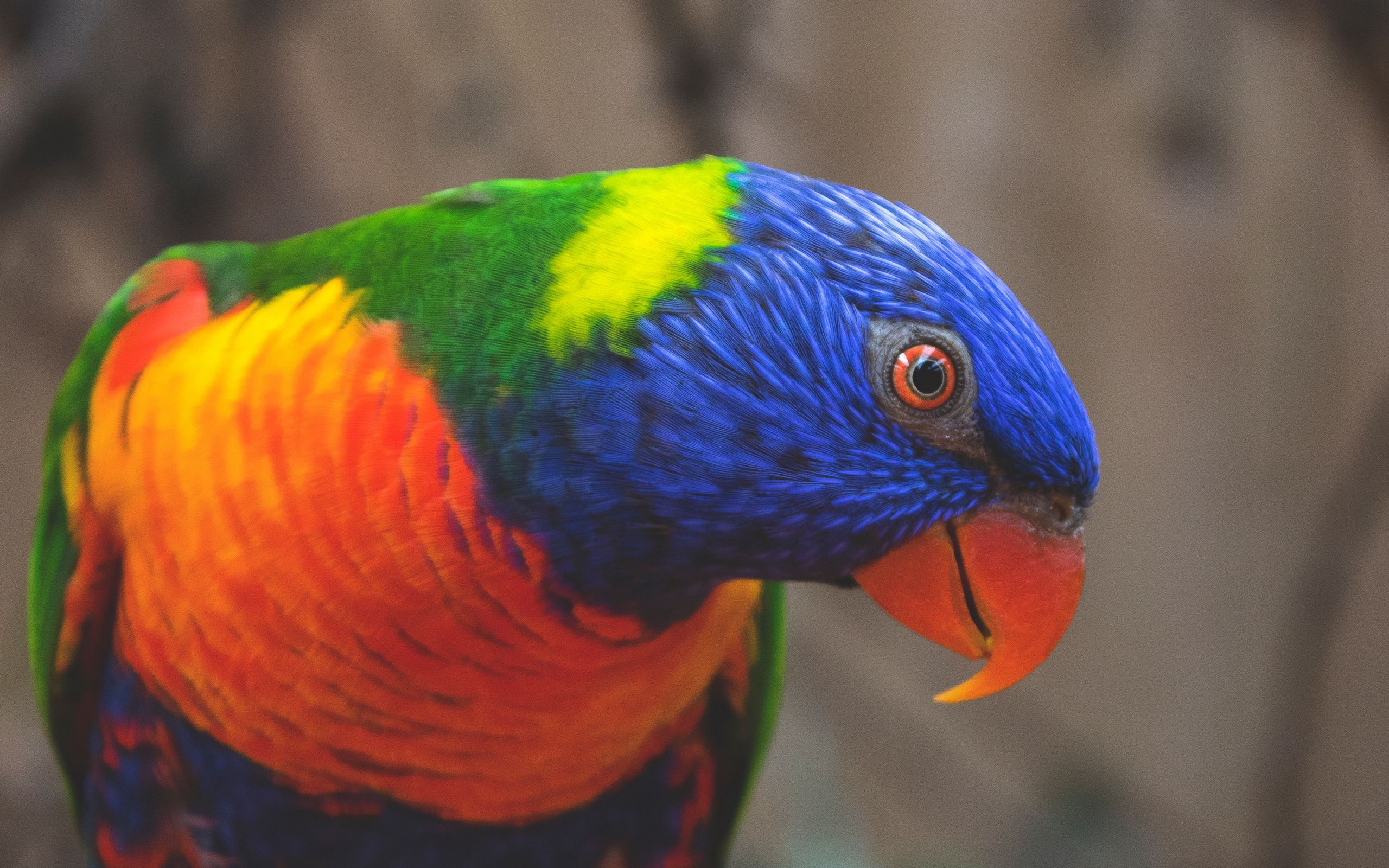 Rainbow Lorikeet Wallpapers