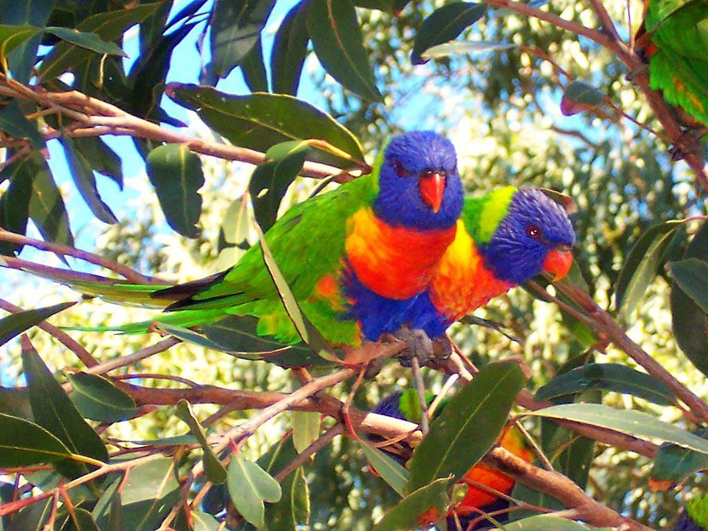 Rainbow Lorikeet Wallpapers