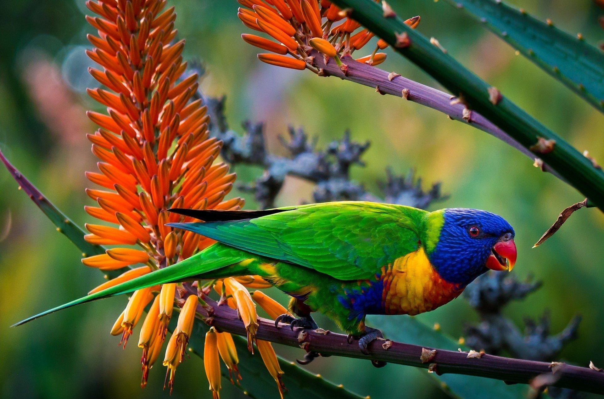 Rainbow Lorikeet Wallpapers