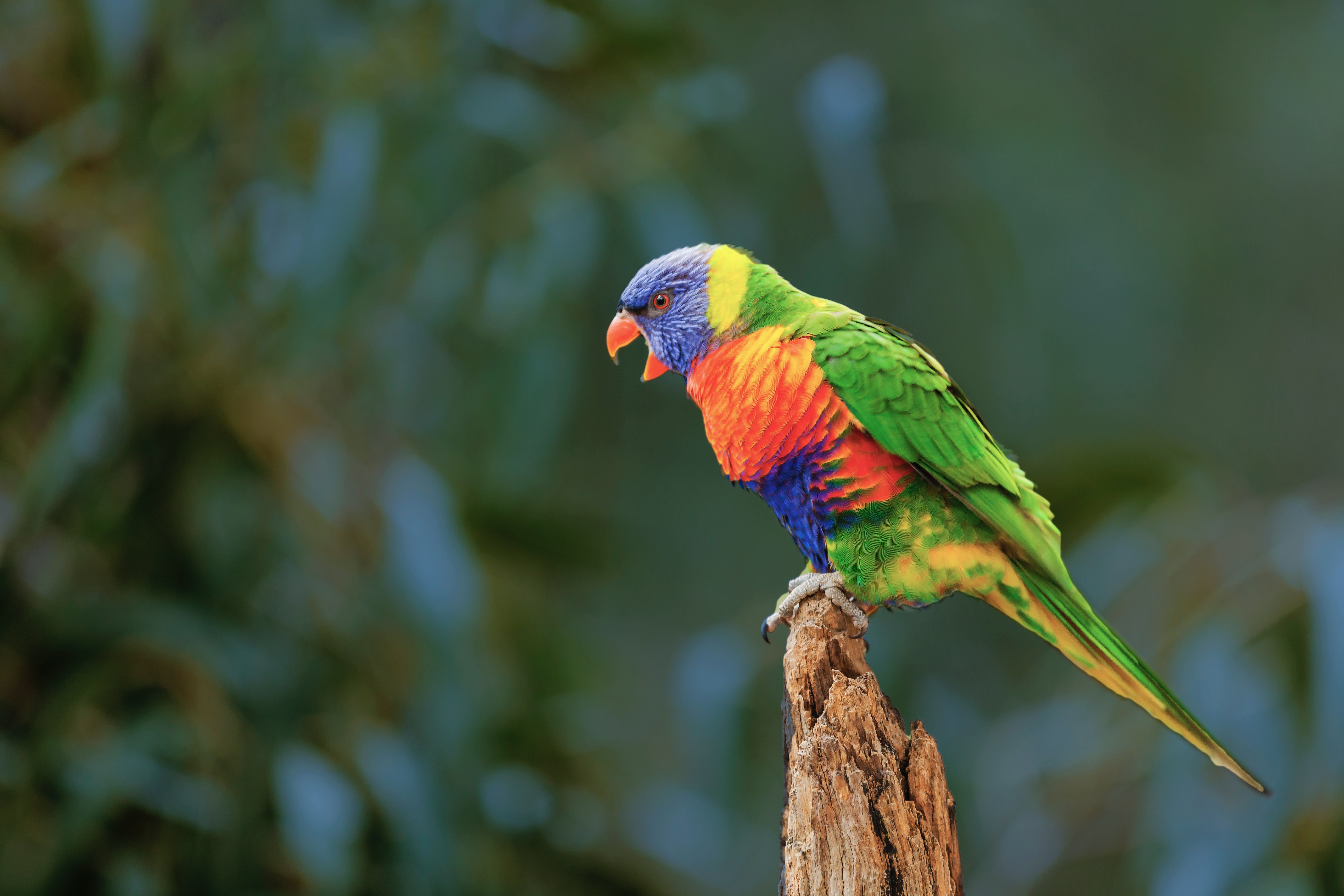 Rainbow Lorikeet Wallpapers