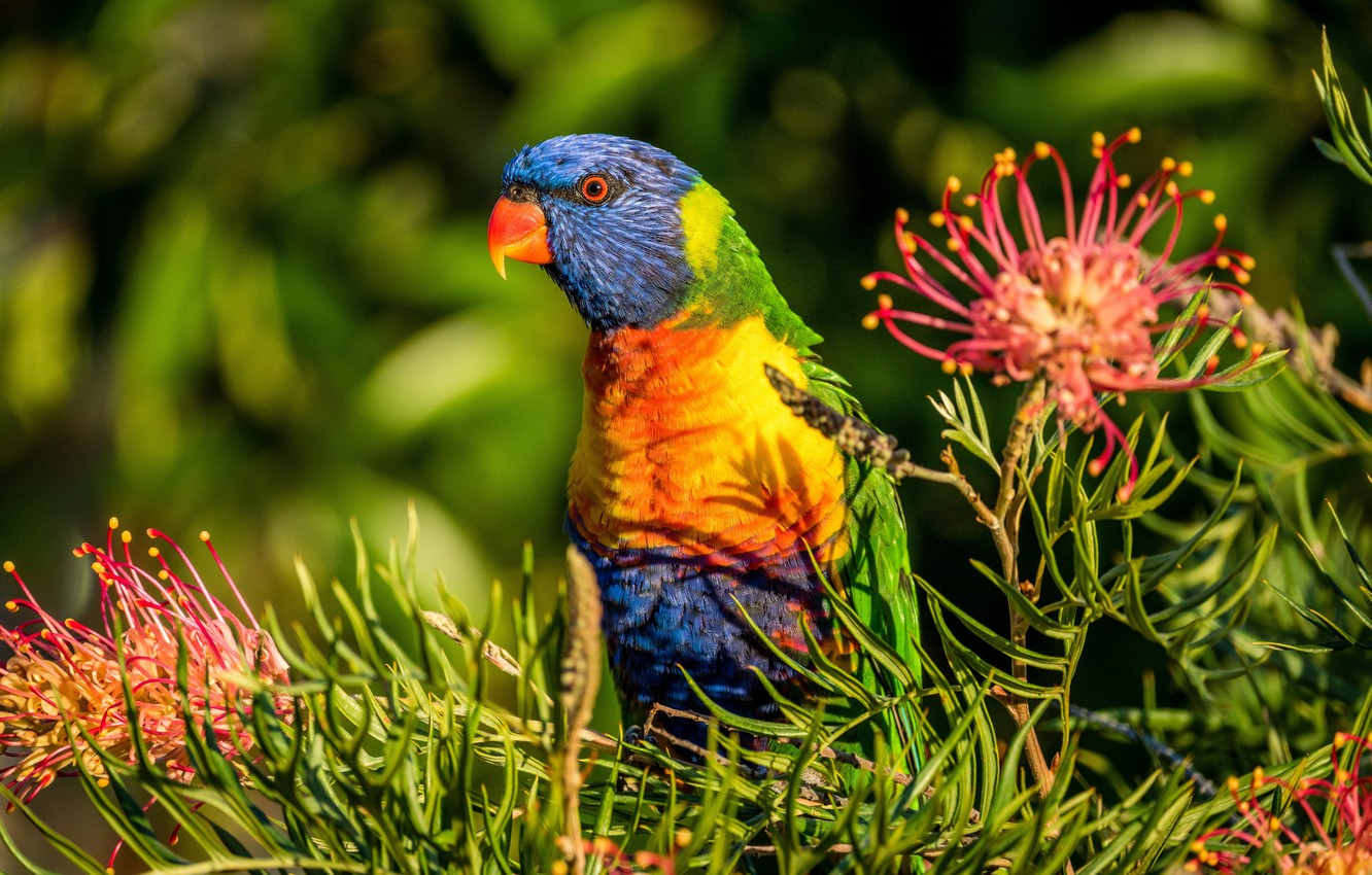 Rainbow Lorikeet Wallpapers