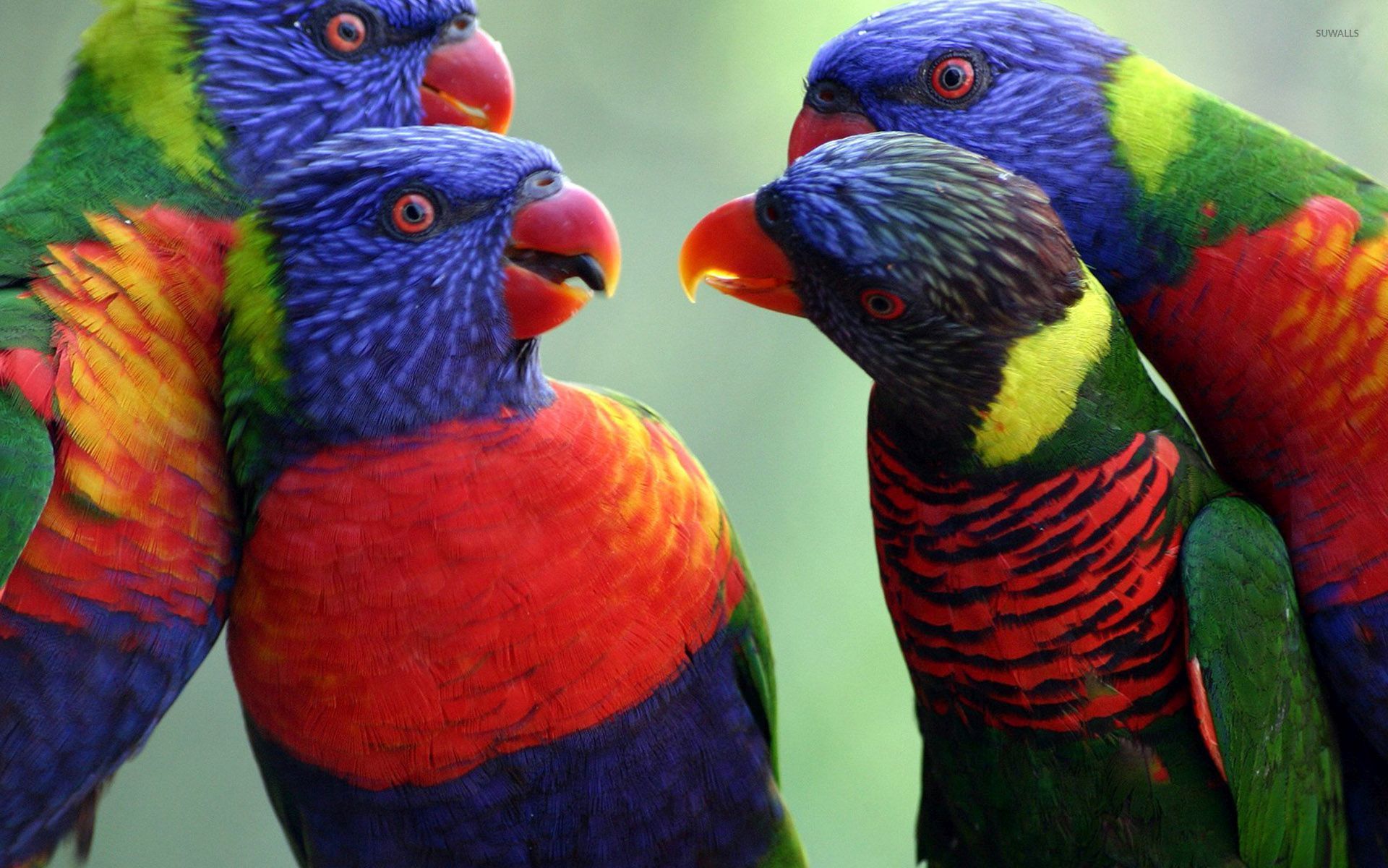 Rainbow Lorikeet Wallpapers