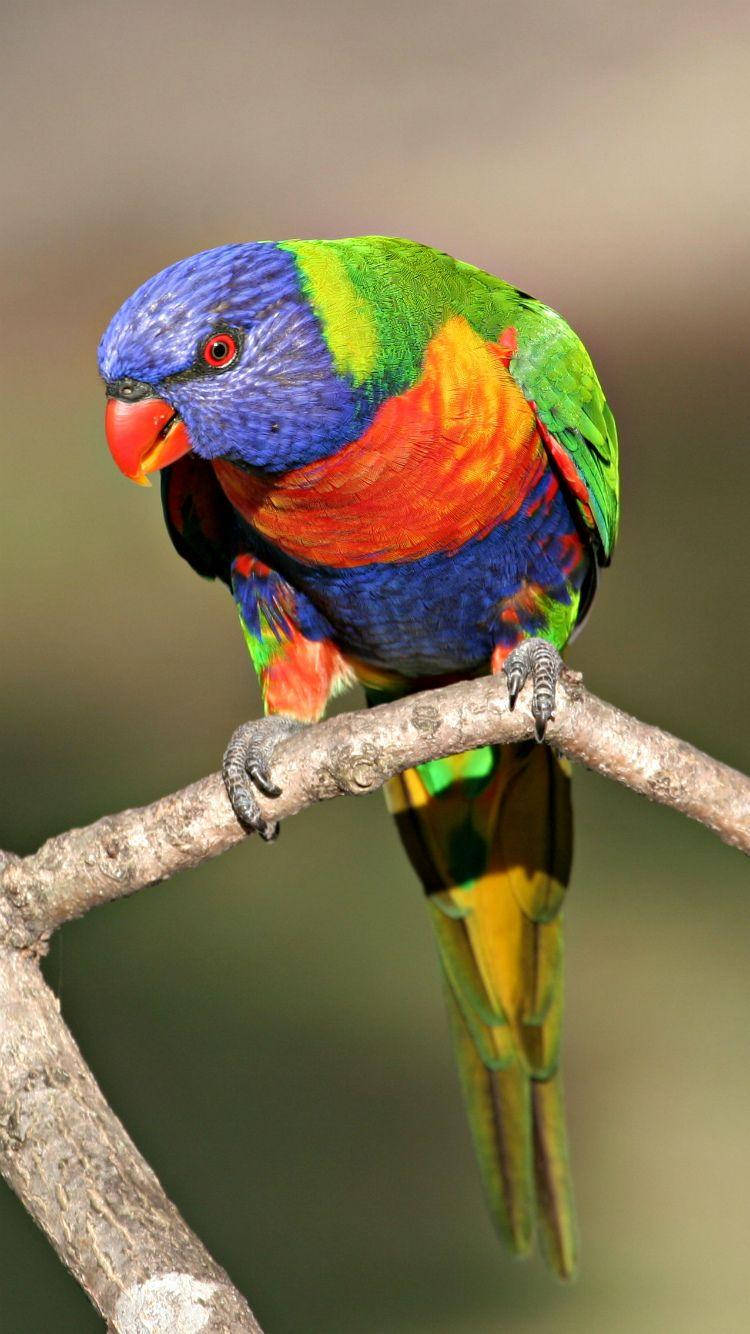 Rainbow Lorikeet Wallpapers