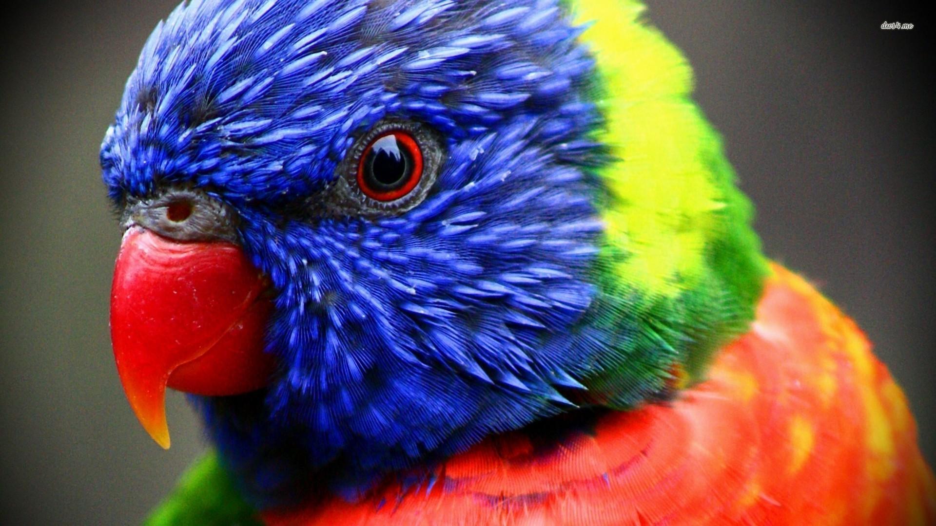 Rainbow Lorikeet Wallpapers