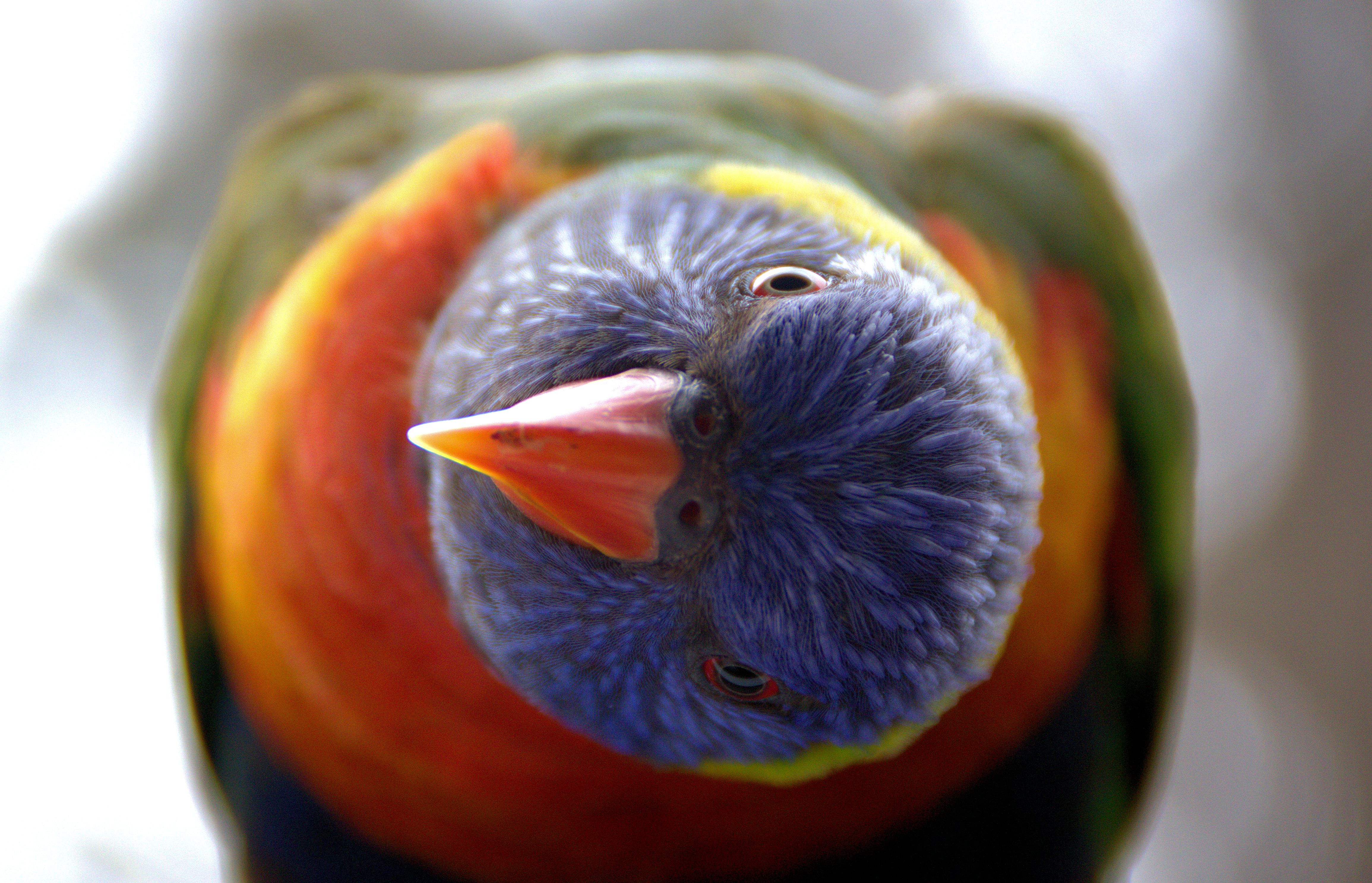 Rainbow Lorikeet Wallpapers