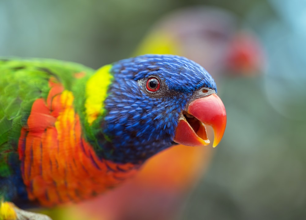 Rainbow Lorikeet Wallpapers