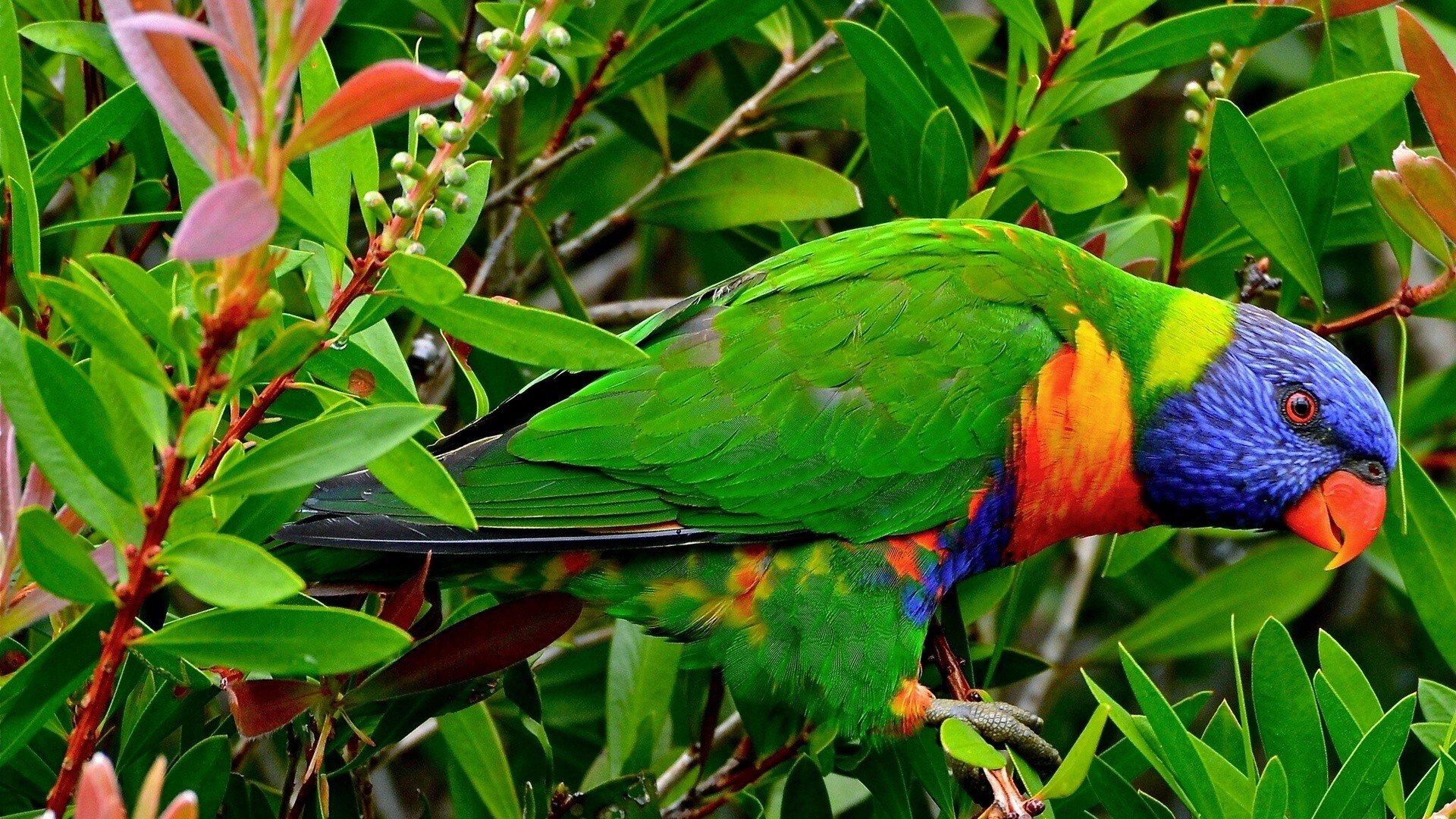 Rainbow Lorikeet Wallpapers