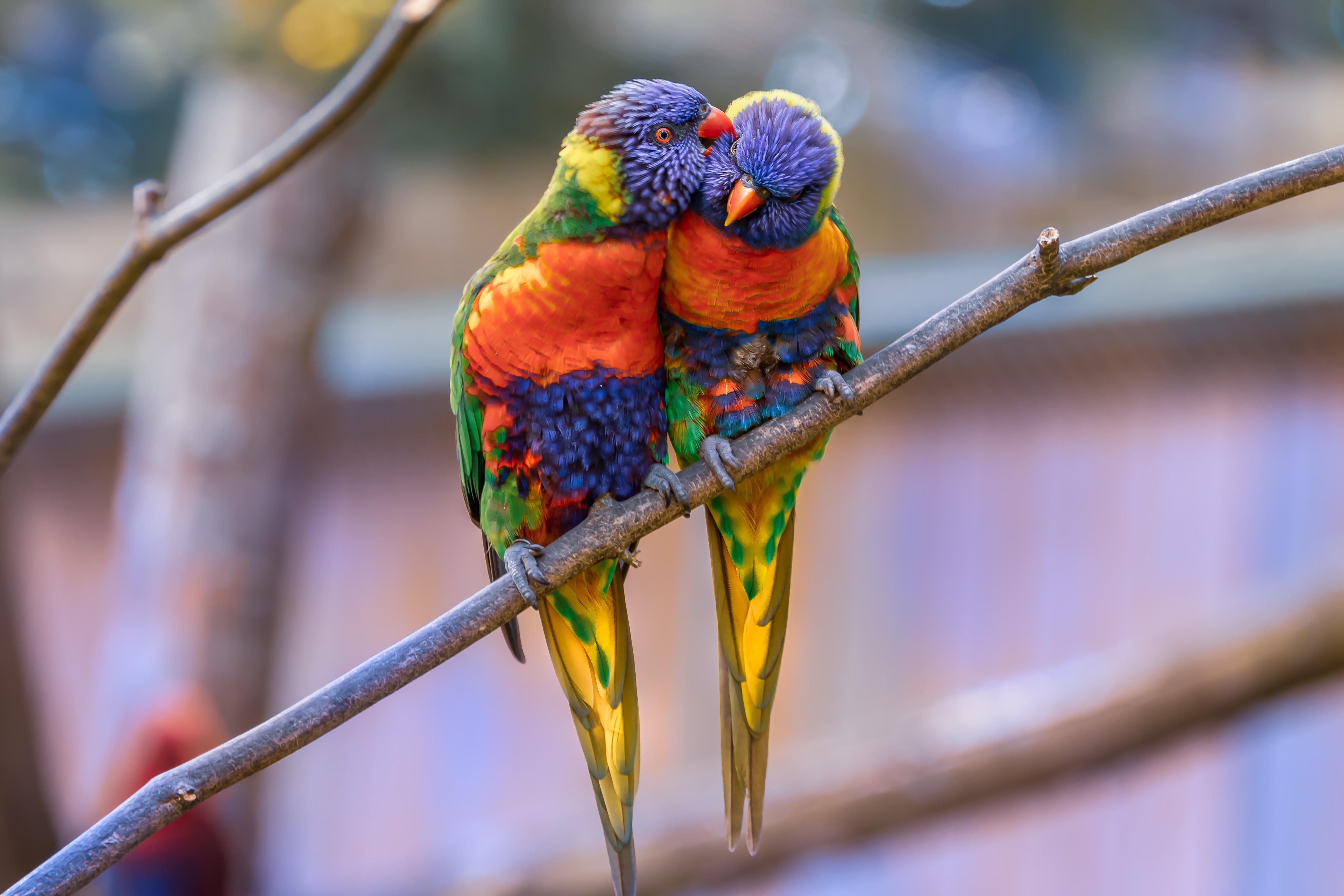 Rainbow Lorikeet Wallpapers