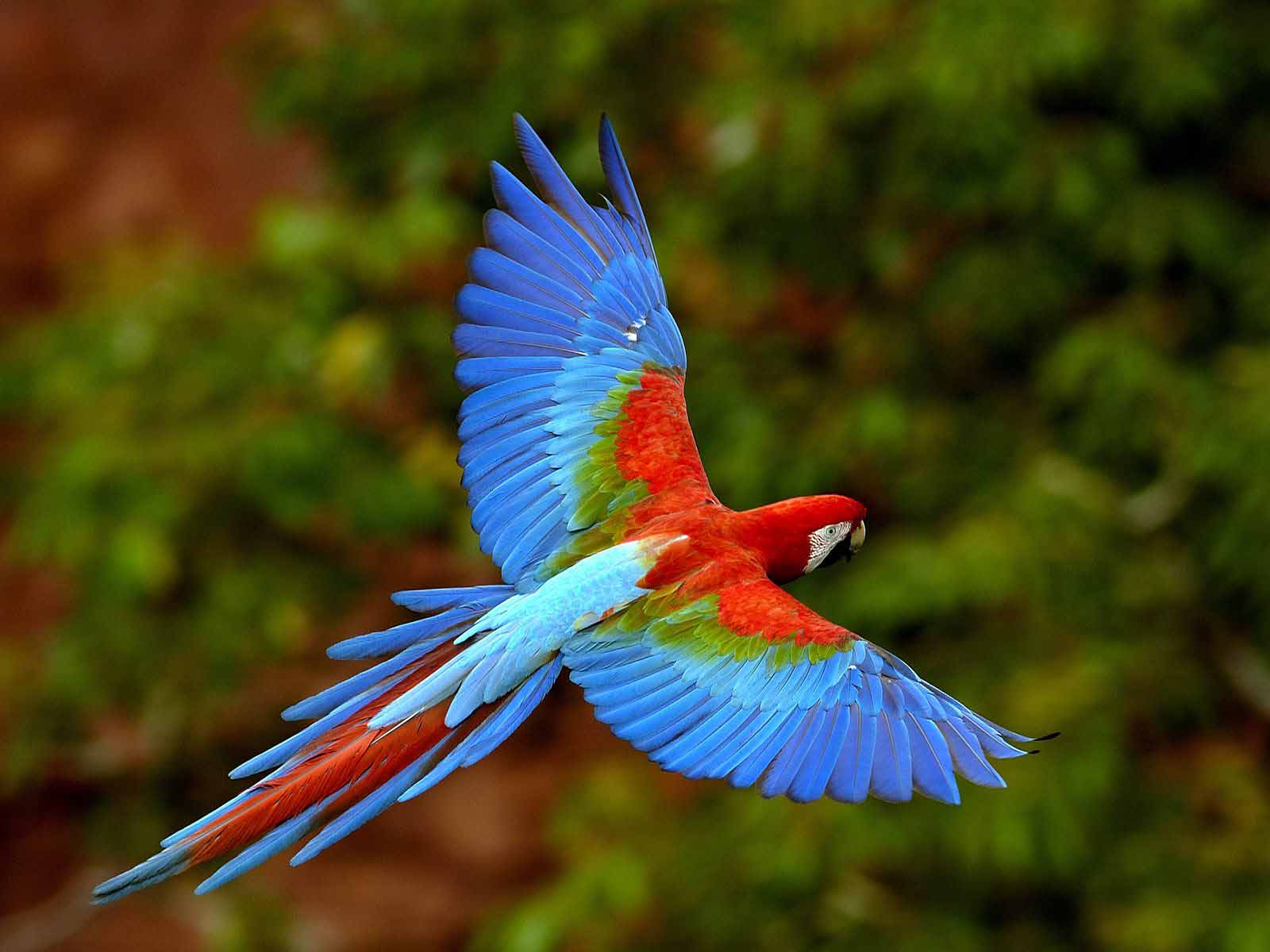 Rainbow Lorikeet Wallpapers