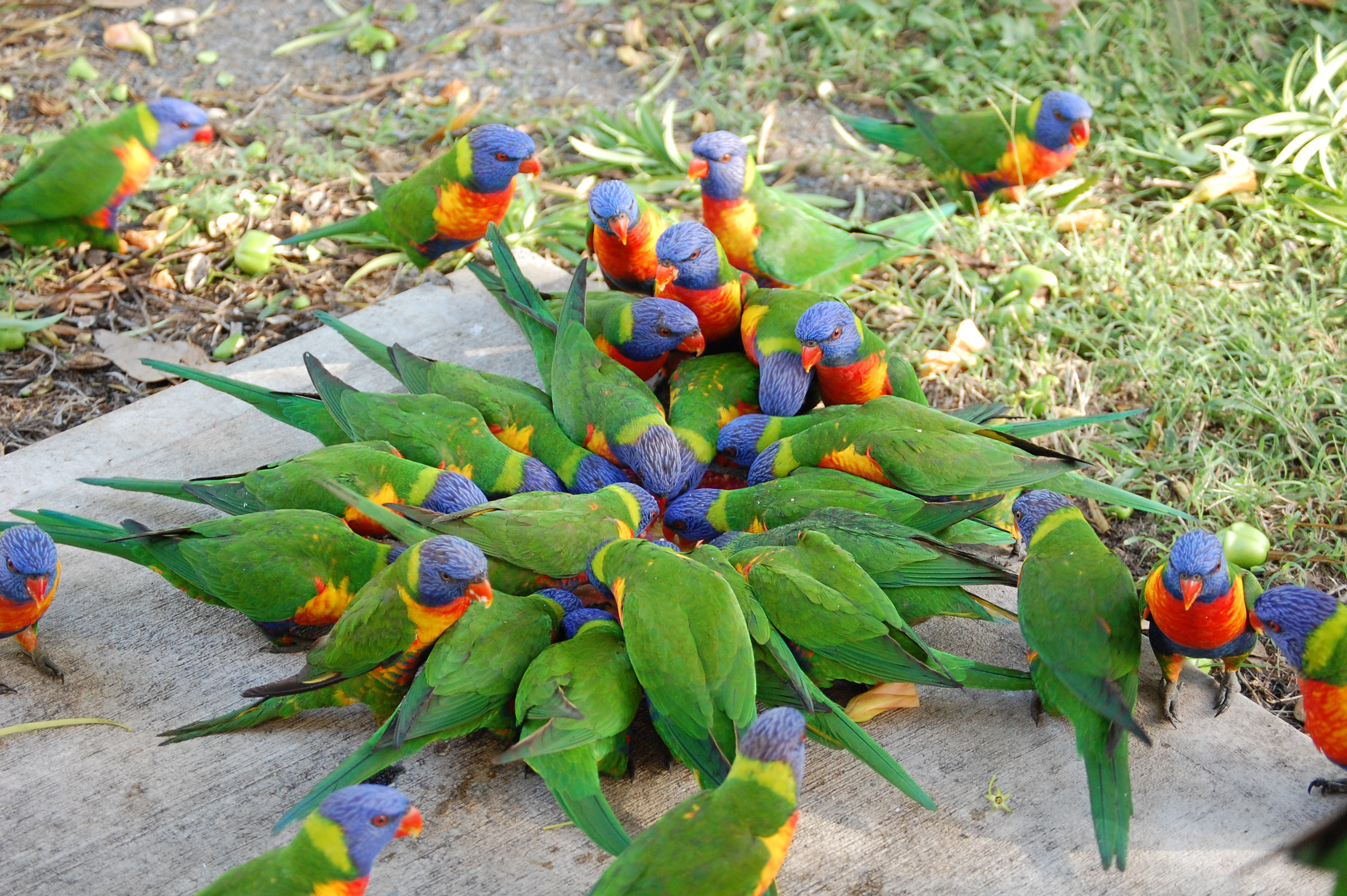 Rainbow Lorikeet Wallpapers