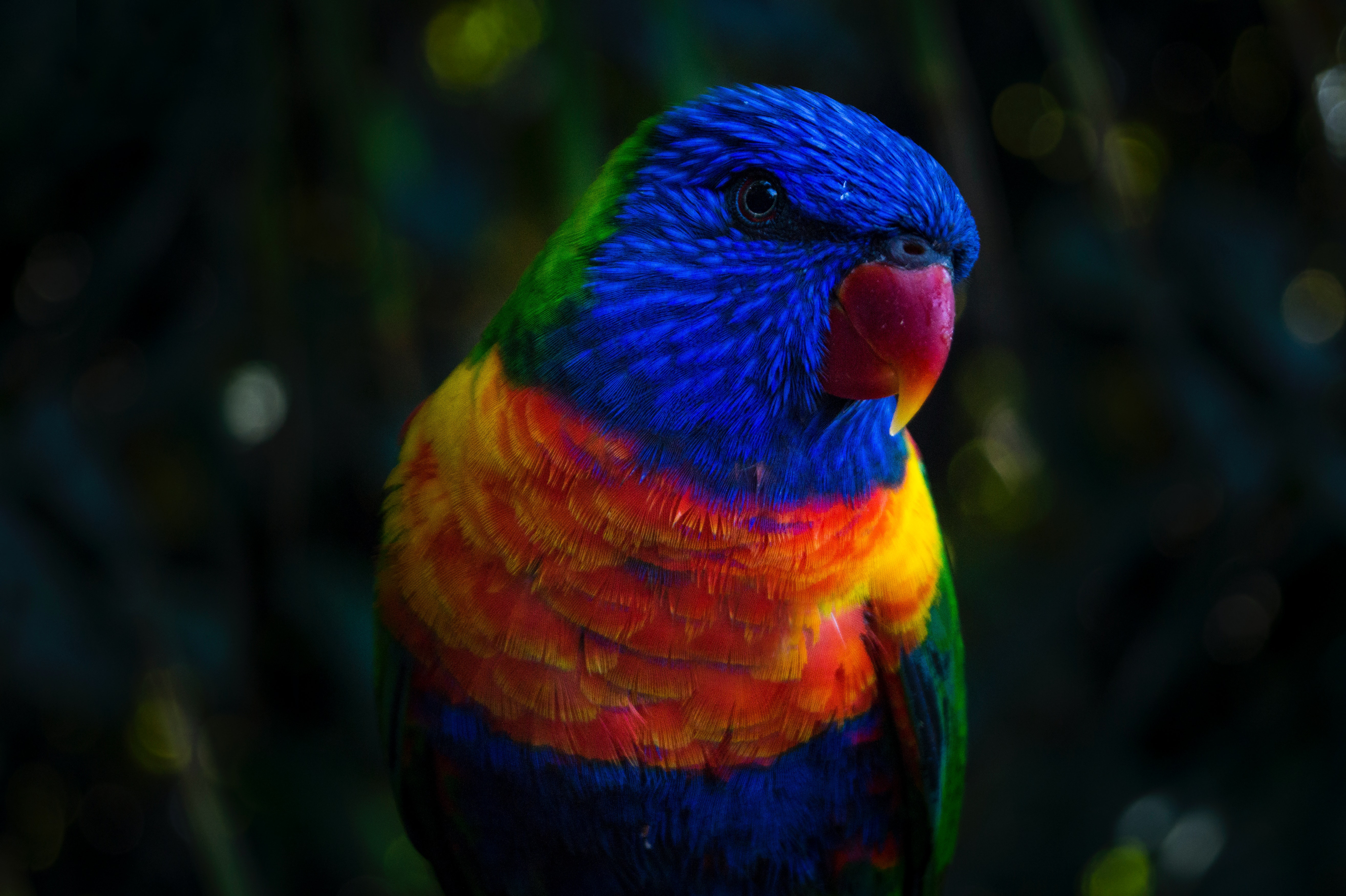 Rainbow Lorikeet Wallpapers