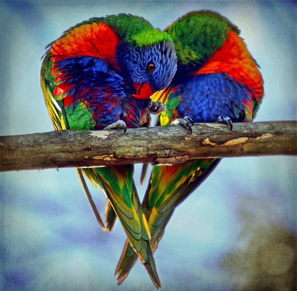 Rainbow Lorikeet Wallpapers