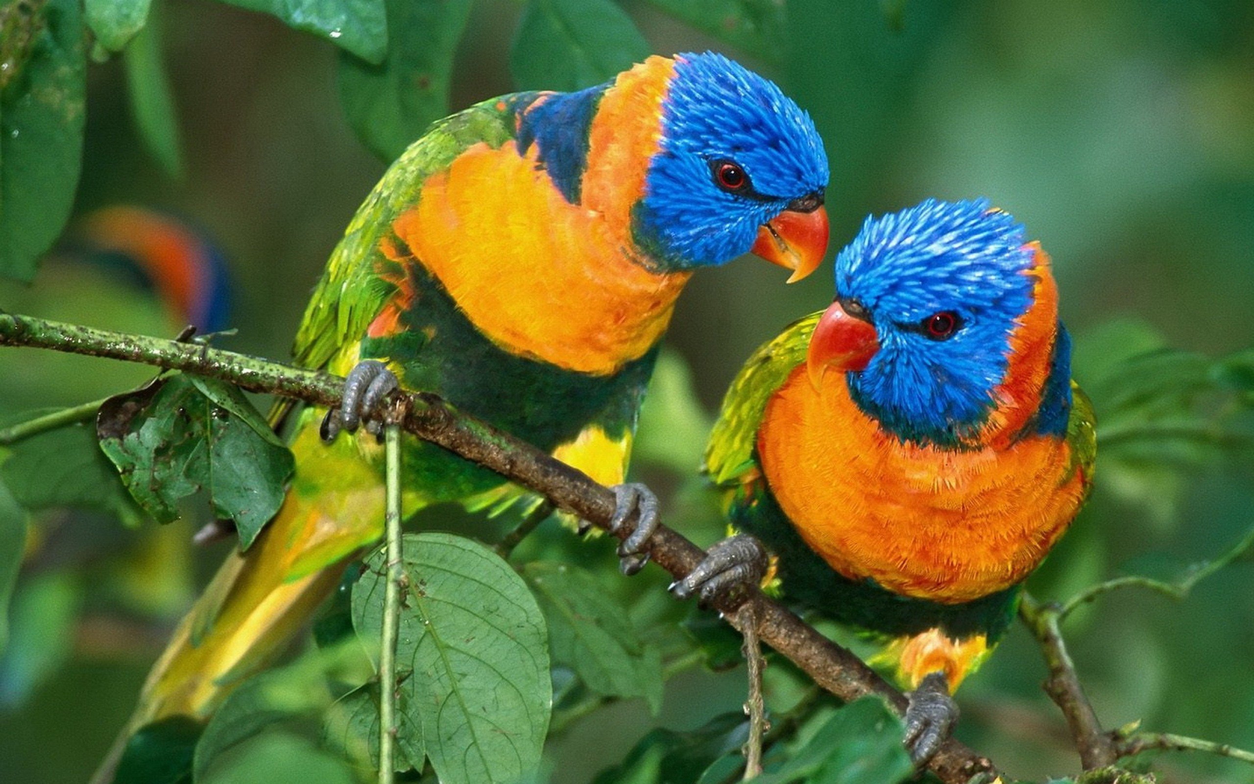 Rainbow Lorikeet Wallpapers