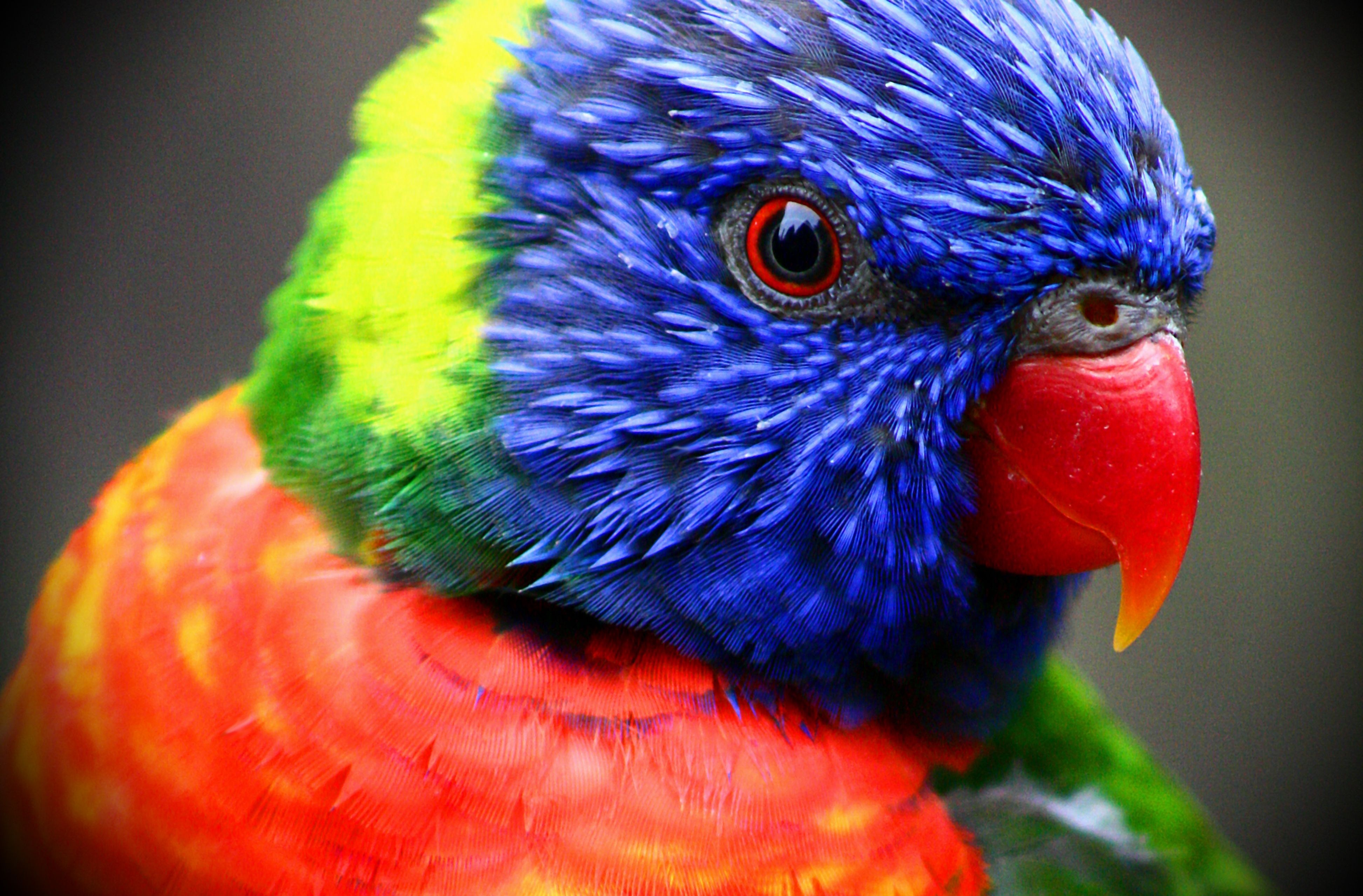 Rainbow Lorikeet Wallpapers