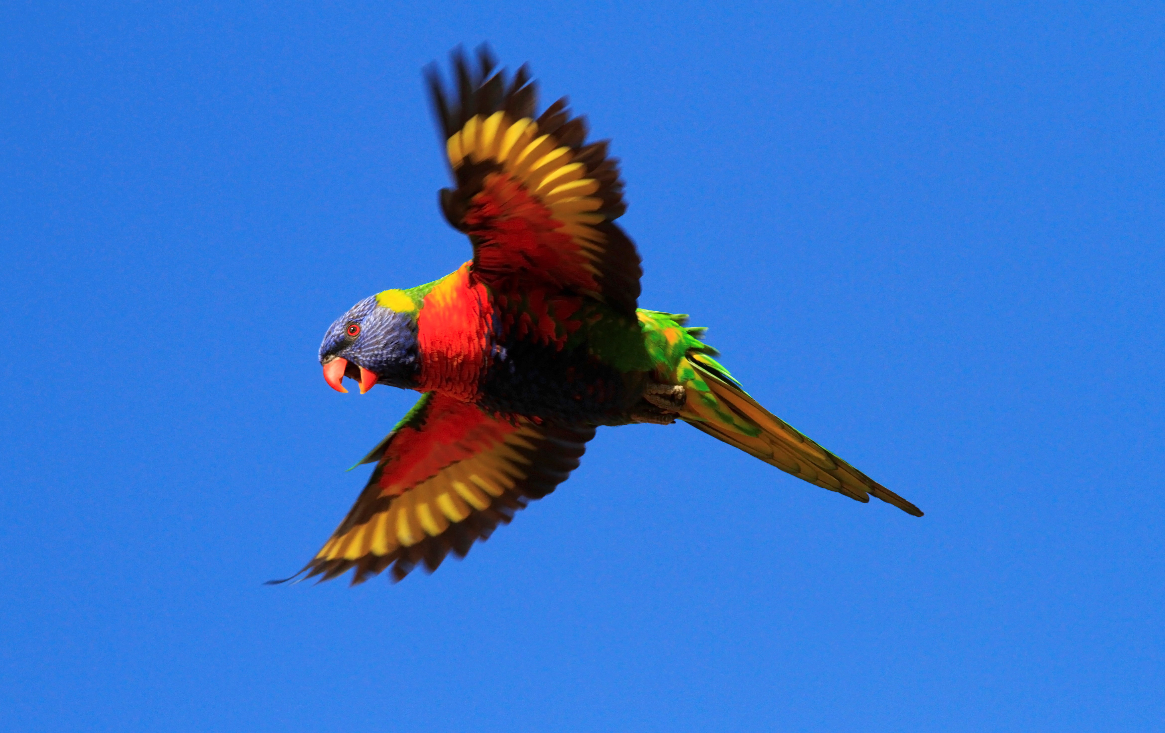 Rainbow Lorikeet Wallpapers