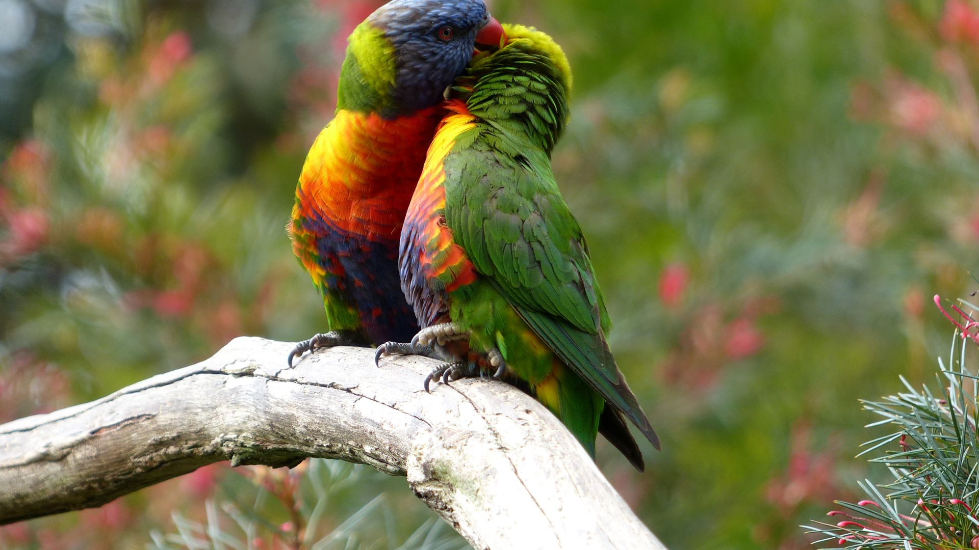 Rainbow Lorikeet Wallpapers