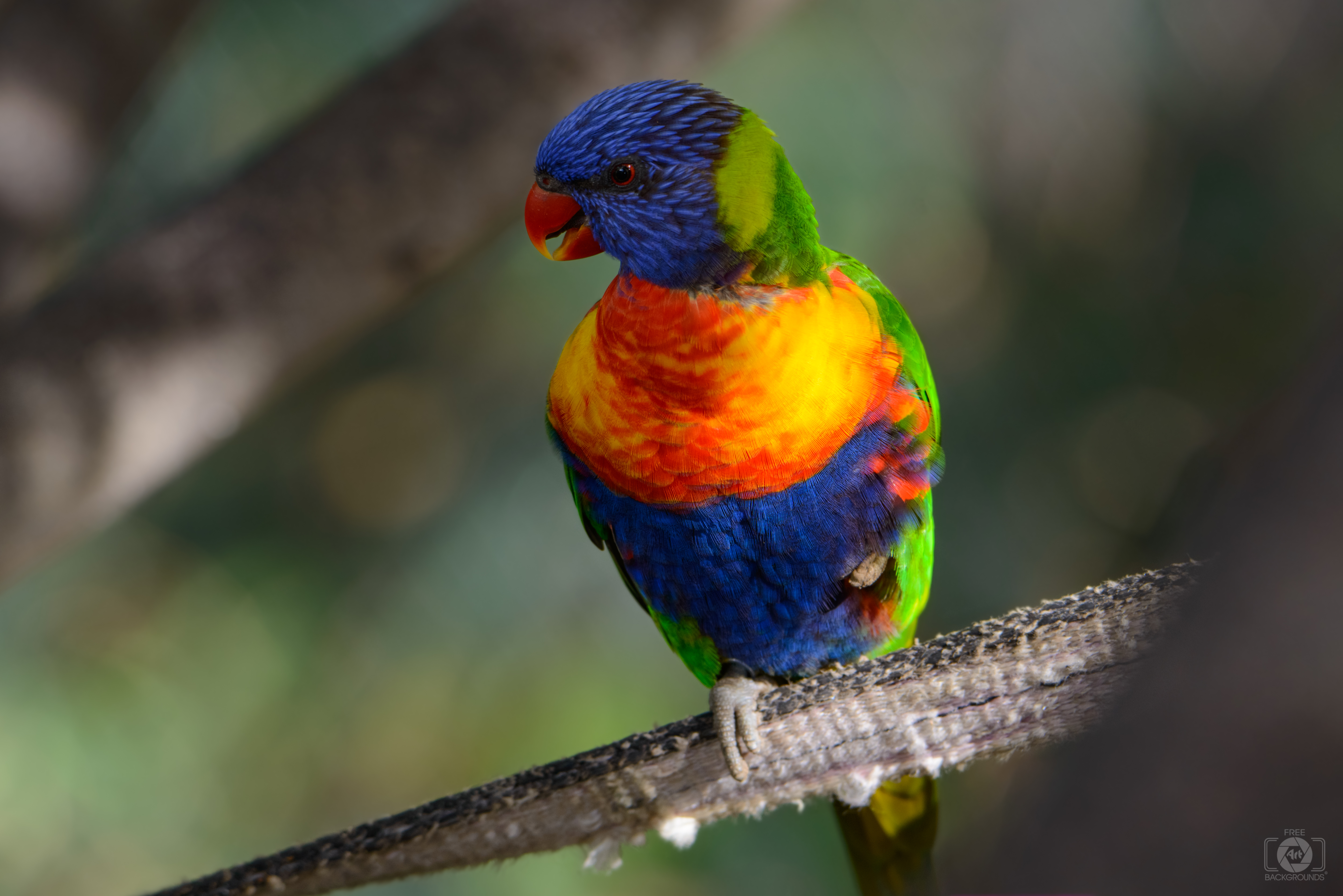 Rainbow Lorikeet Wallpapers