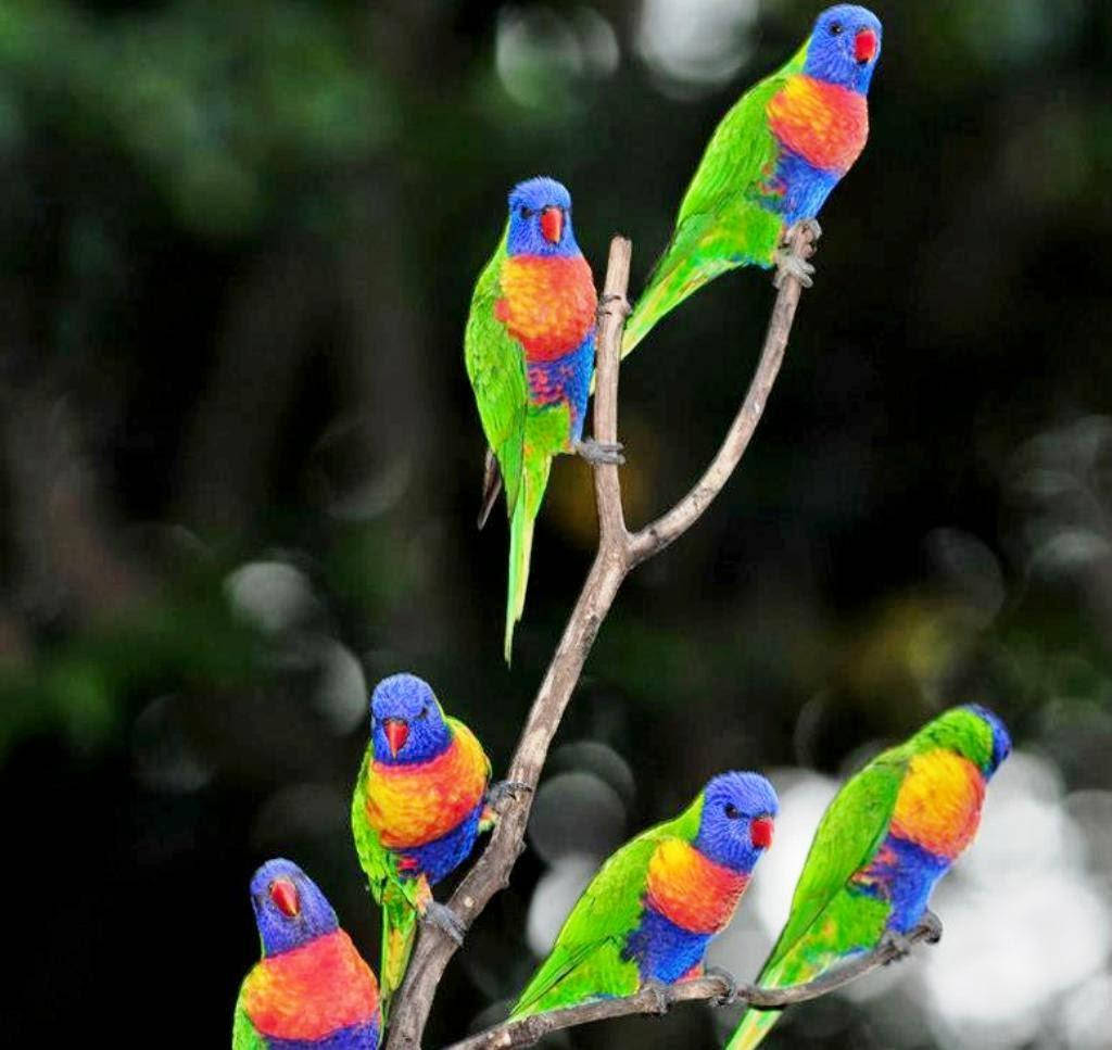 Rainbow Lorikeet Wallpapers