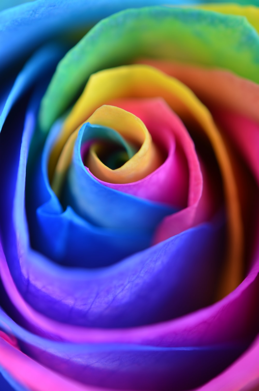 Rainbow Rose Wallpapers