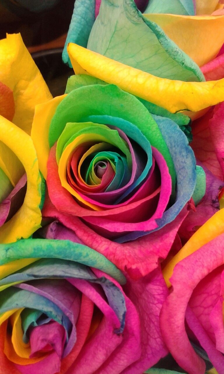 Rainbow Rose Wallpapers