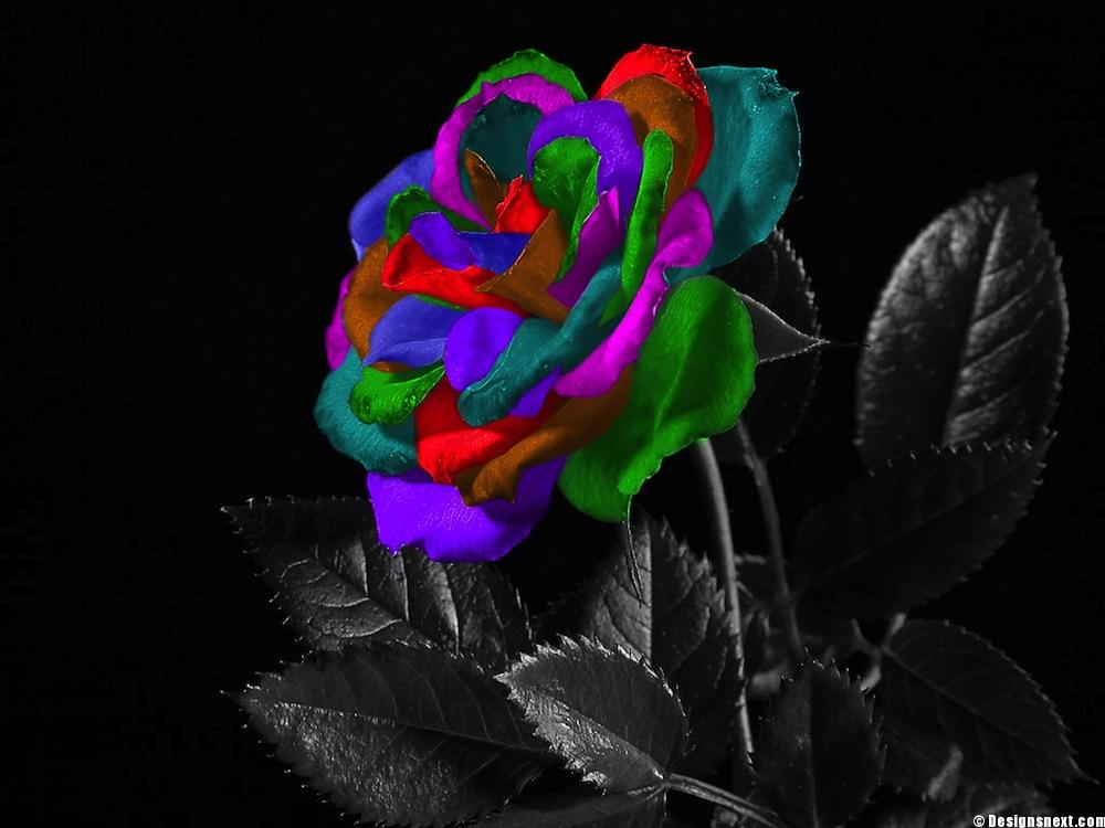 Rainbow Rose Wallpapers