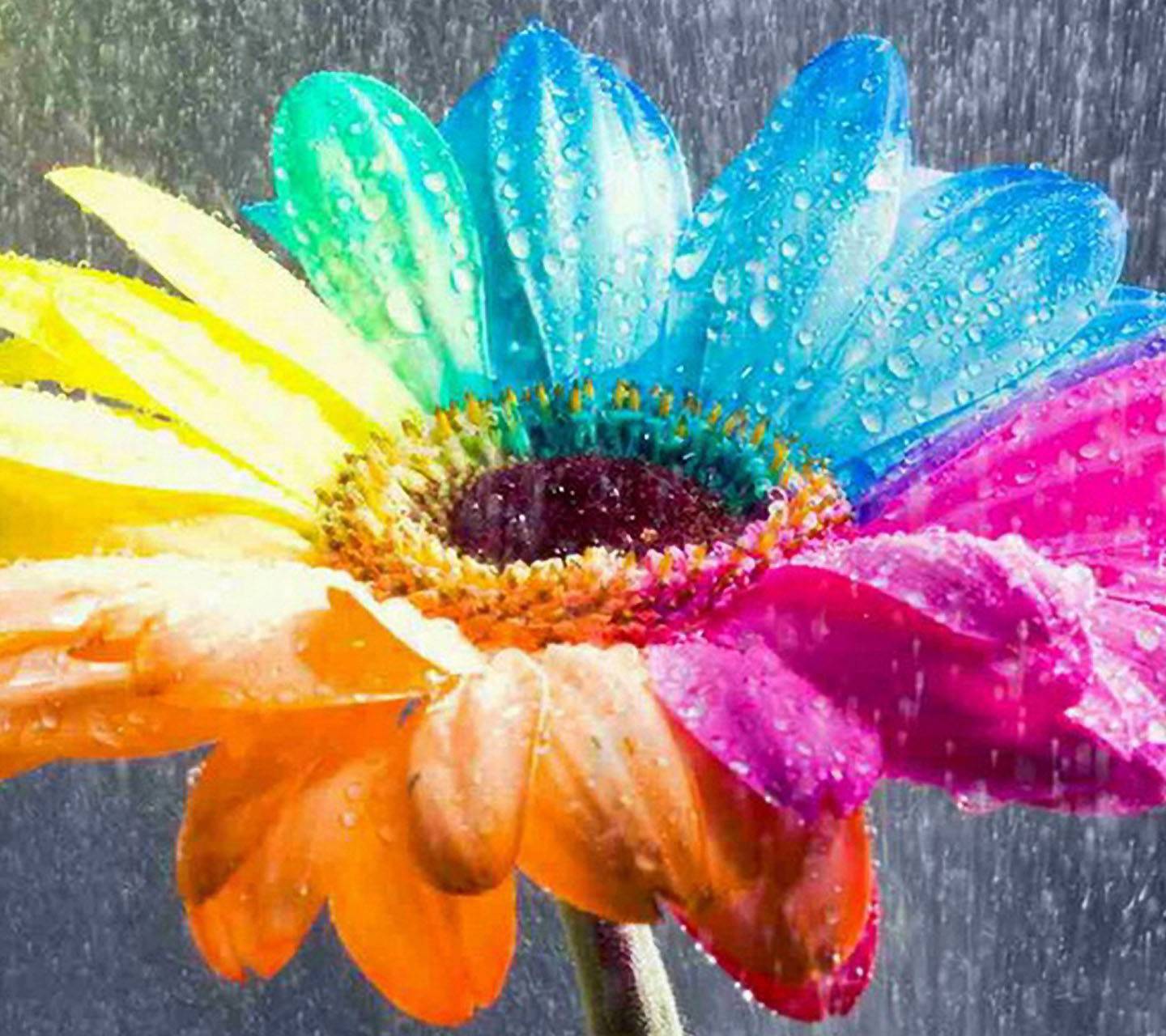 Rainbow Sunflower Wallpapers