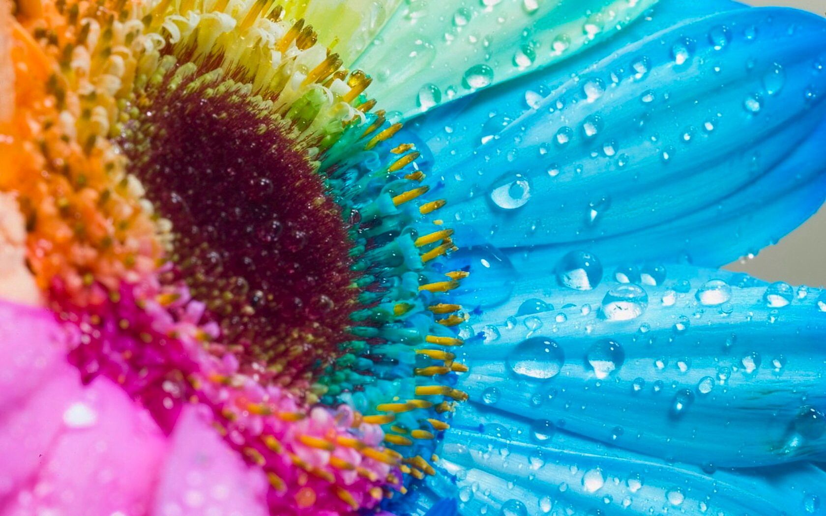 Rainbow Sunflower Wallpapers