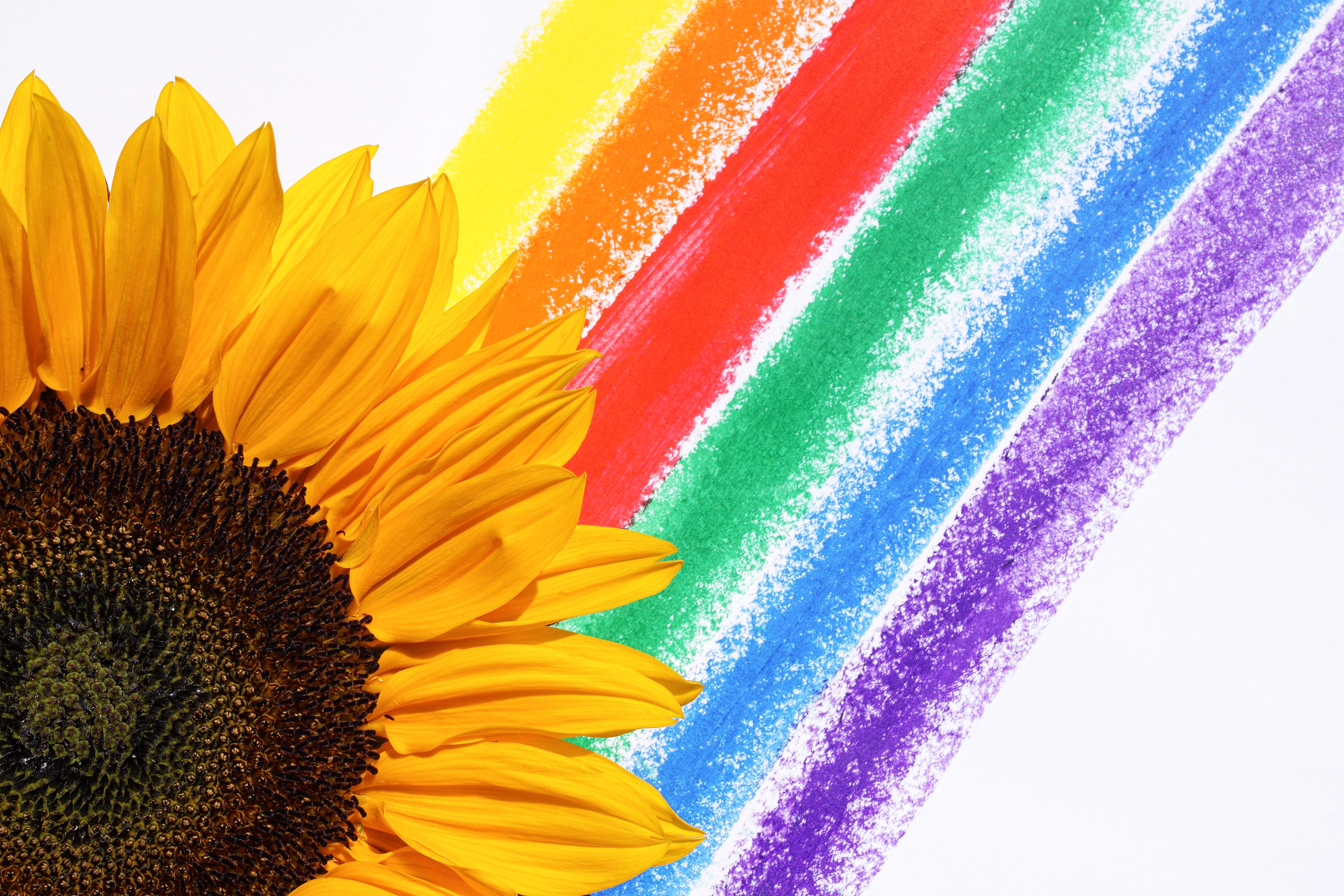 Rainbow Sunflower Wallpapers