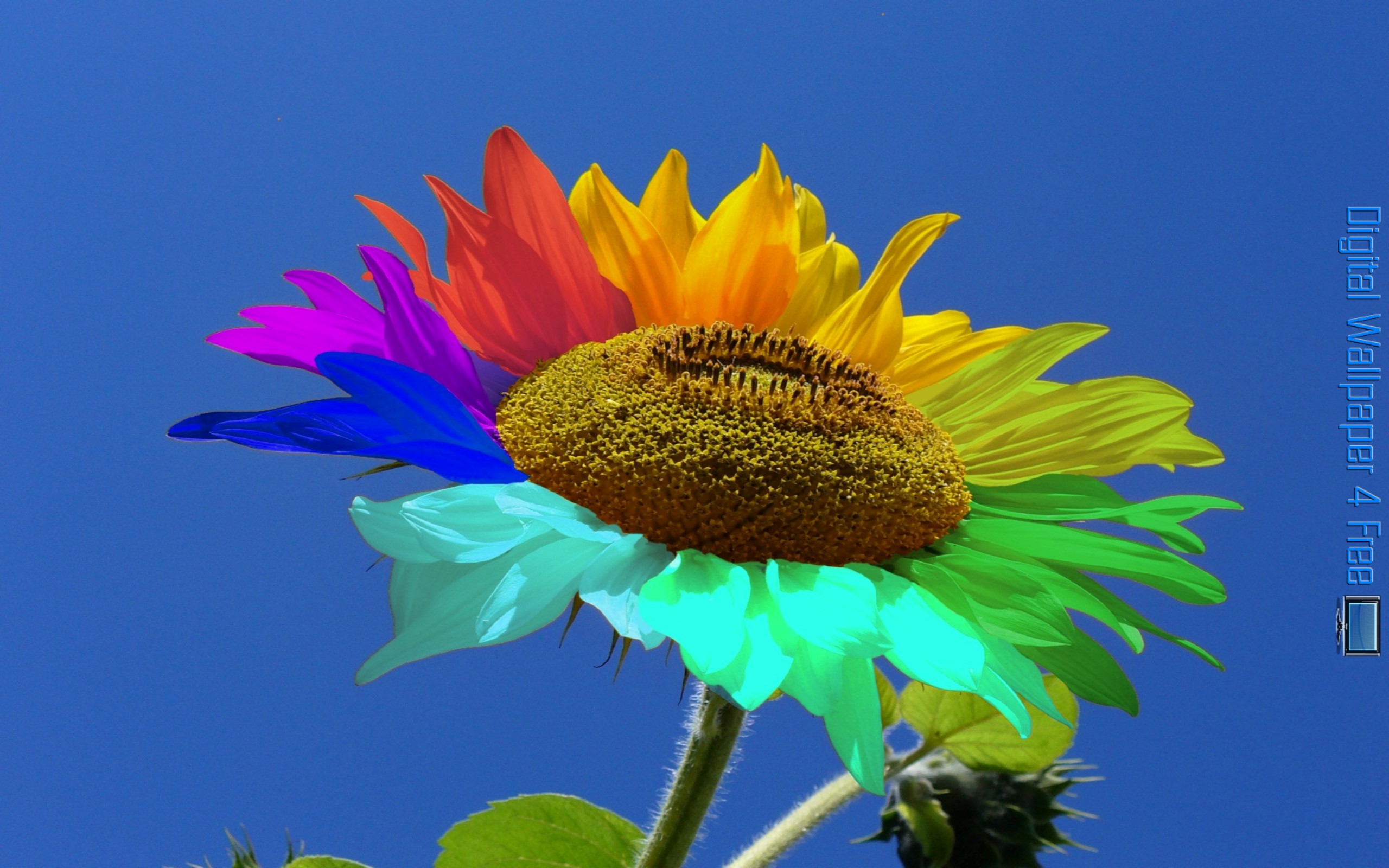 Rainbow Sunflower Wallpapers