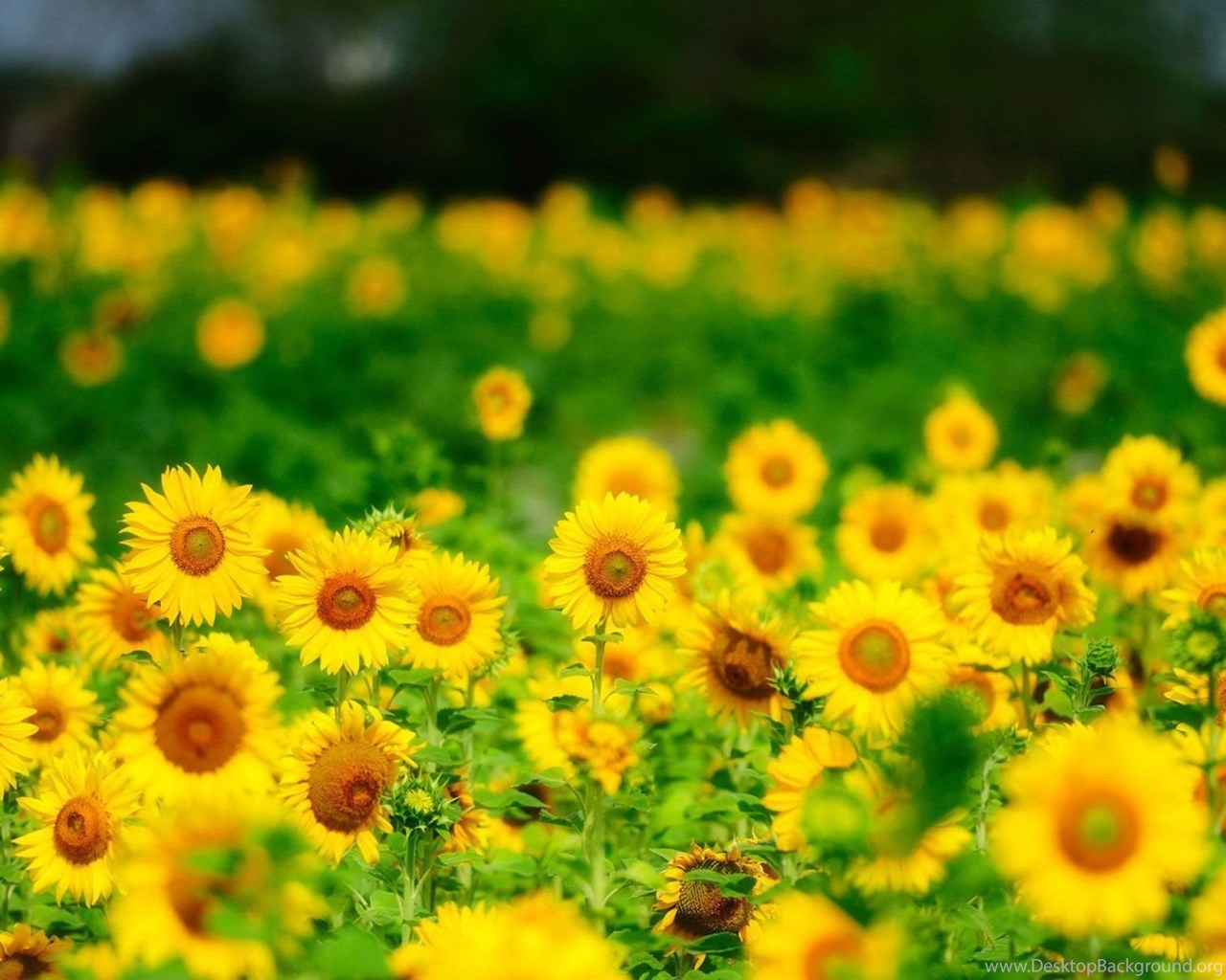 Rainbow Sunflower Wallpapers